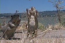 squirrels 3.jpg